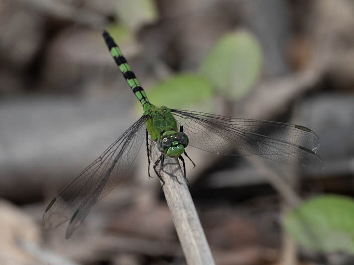 Erythemis vesiculosa (Great Pondhawk)-2.jpg